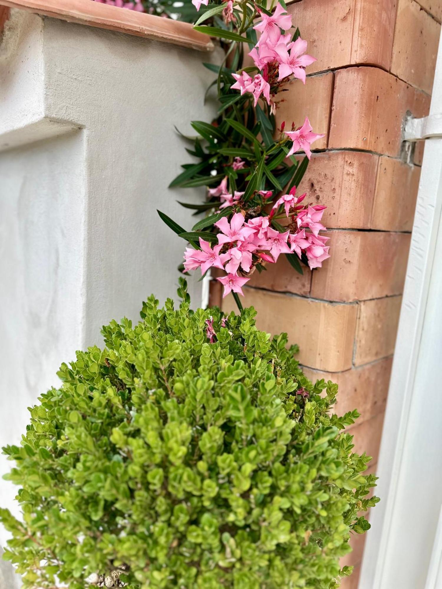 Invilla Bed&Breakfast - Quality Rooms Santa Maria di Castellabate Exteriér fotografie